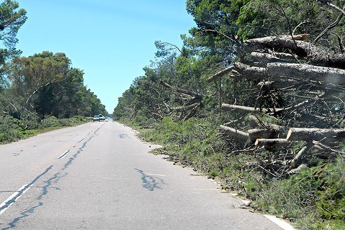 arboles en la ruta