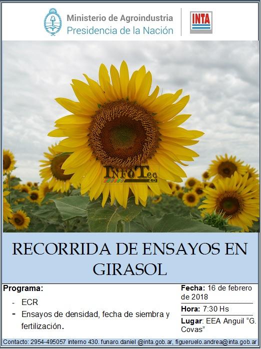 recorrida-ensayo-girasol