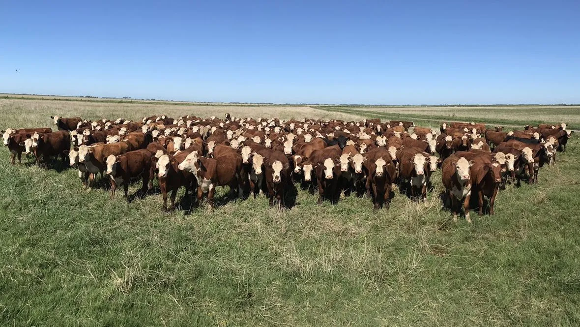 hacienda ganado vacas muchas