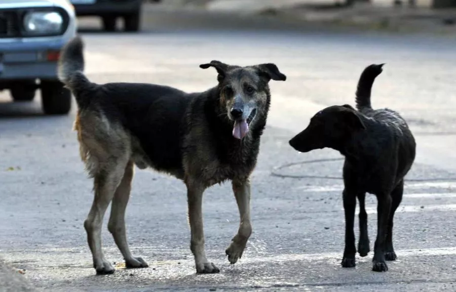 perros