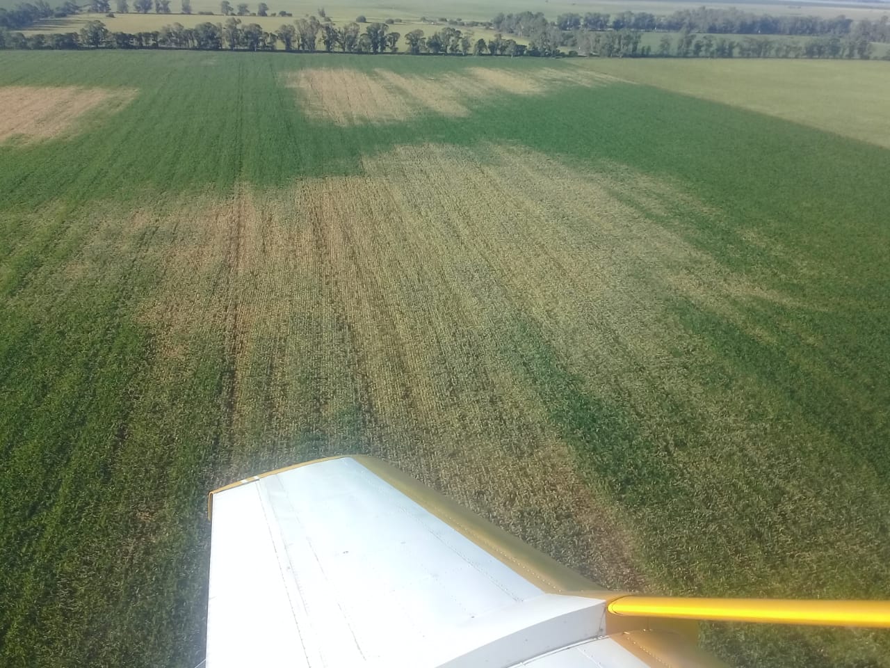 MAÍZ HELADO 30 E AGOSTO