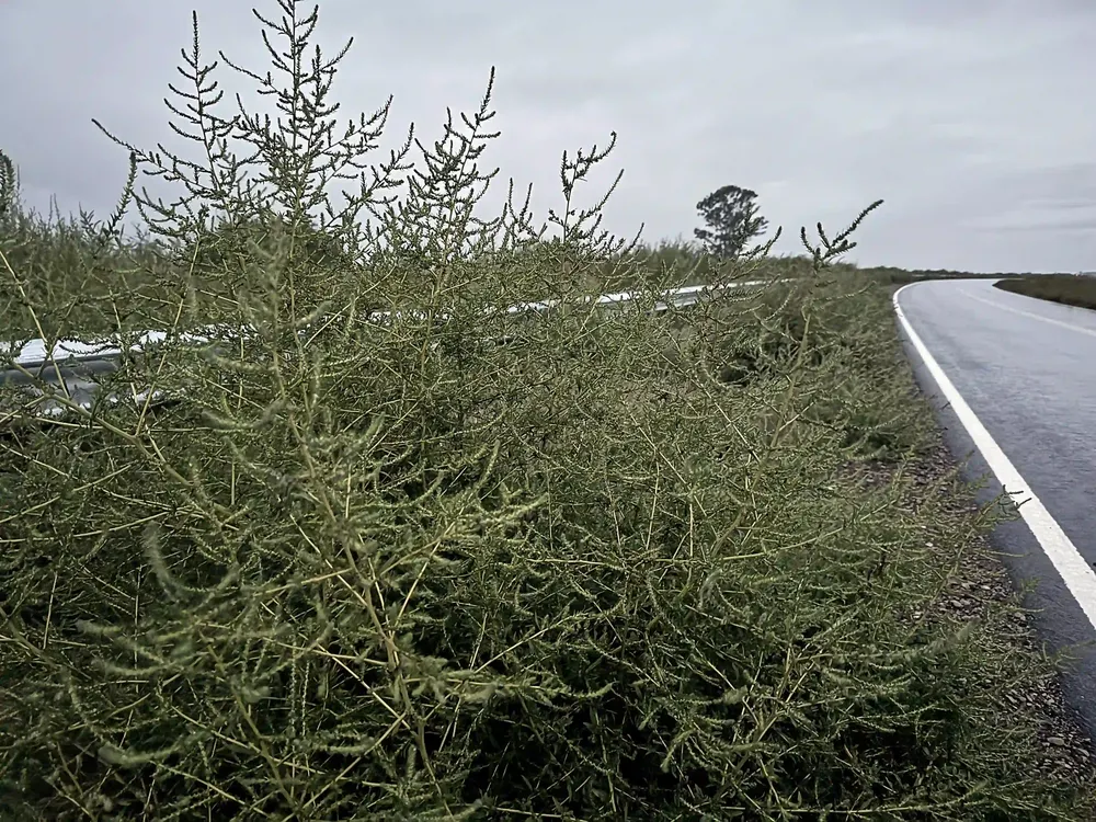 ruta 101 falucho yuyos 2 c