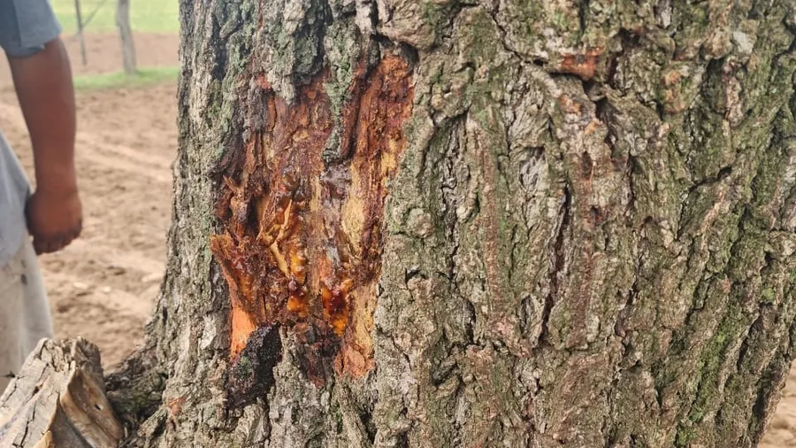 WhatsApp Image 2025-10-23 at 16.35.58 (1)