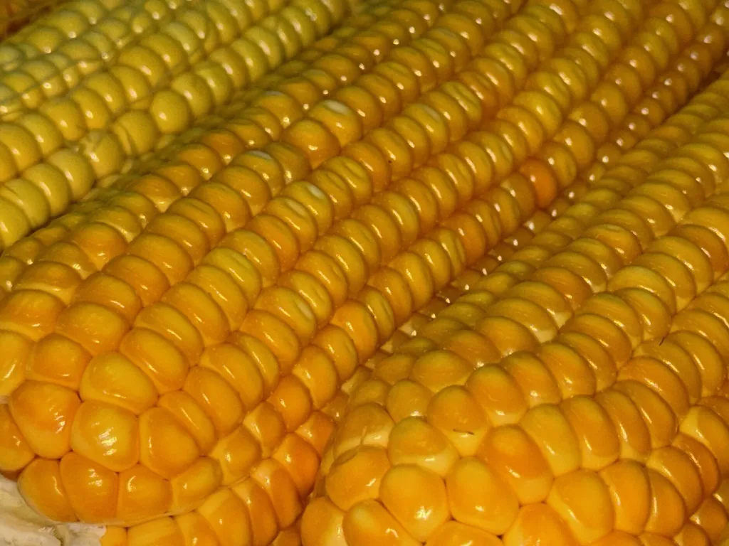 charla silos maíz 2 FILE