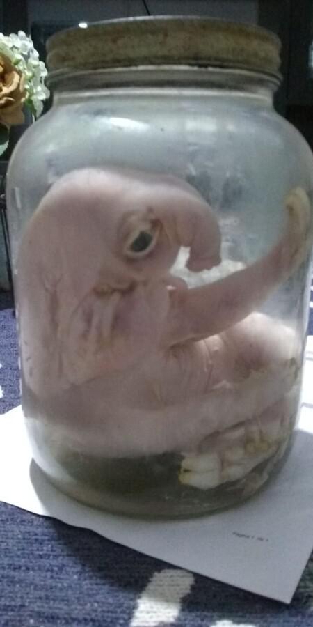 CHANCHITTO-FRAS