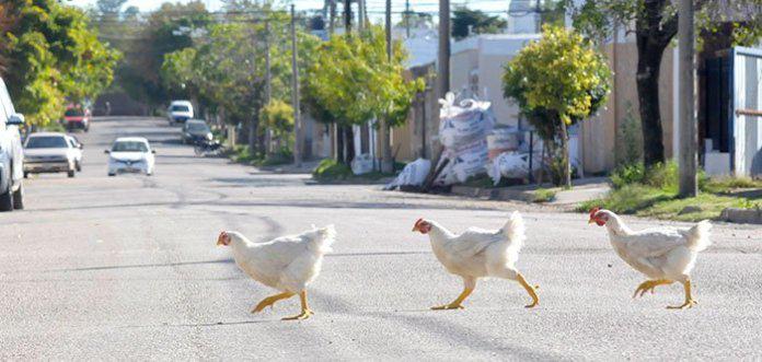 05-gallinas854acb42