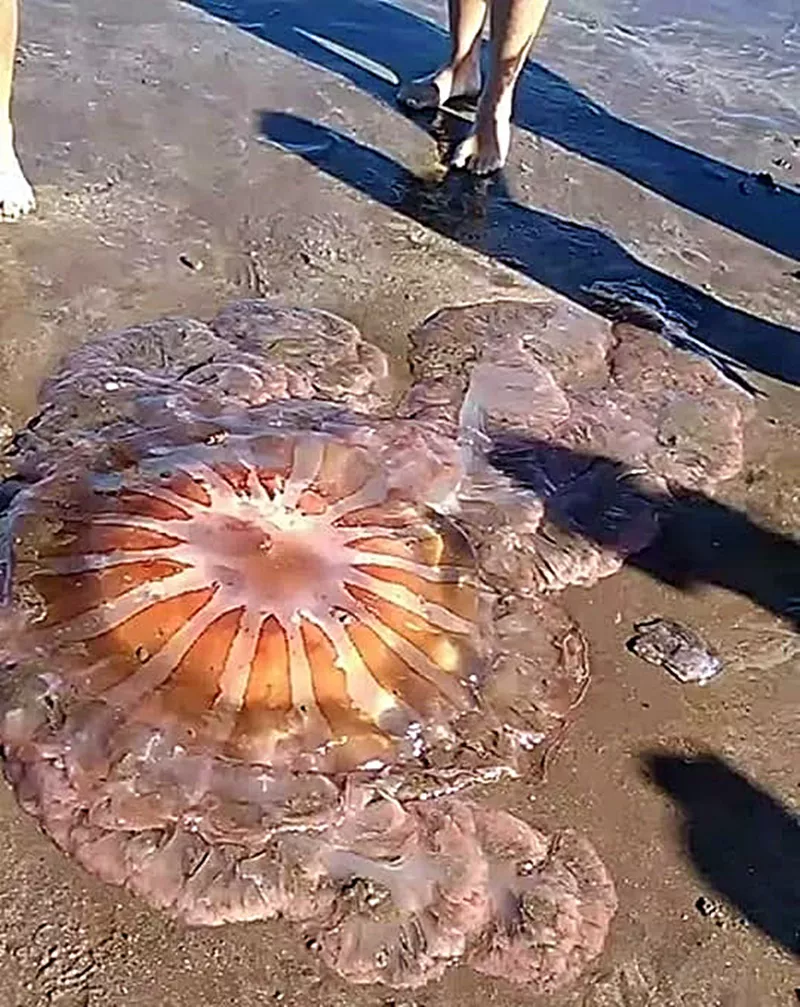 medusa gigante