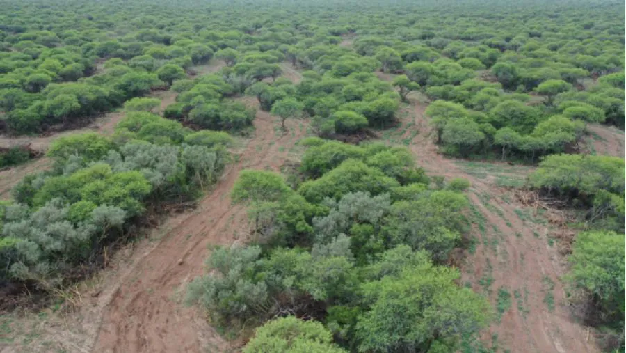 BOSQUE NATIVO