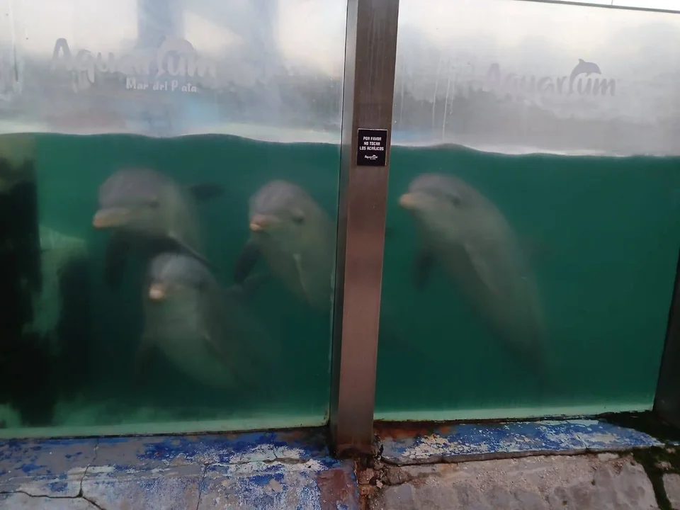 delfines