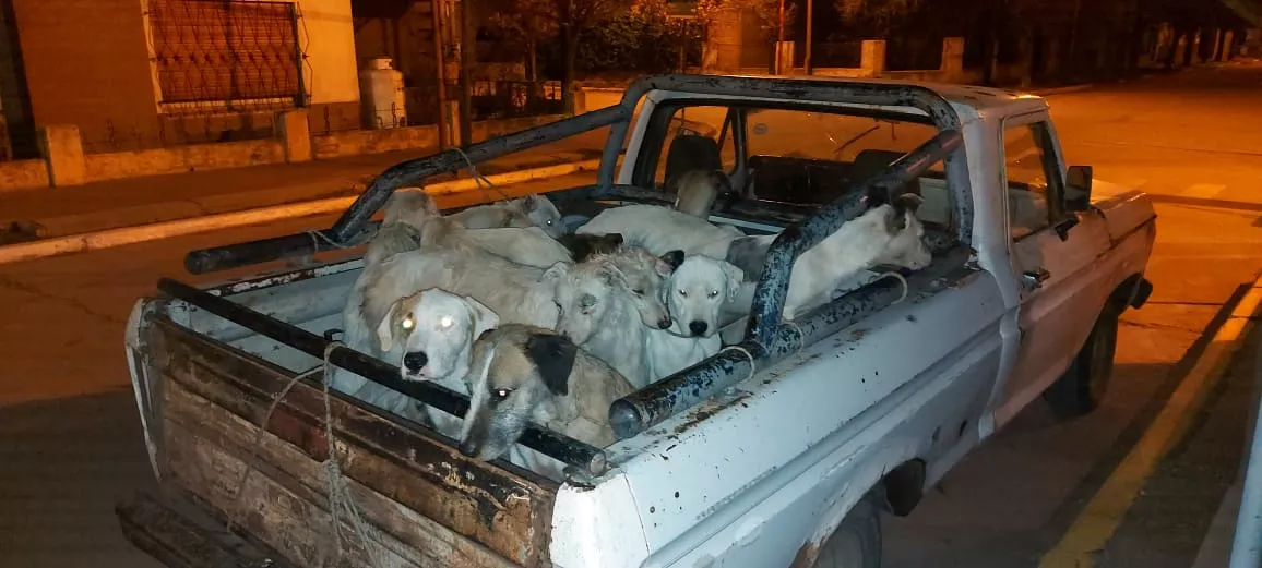perros caja camioneta