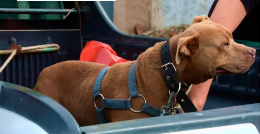 pitbull secuestrado