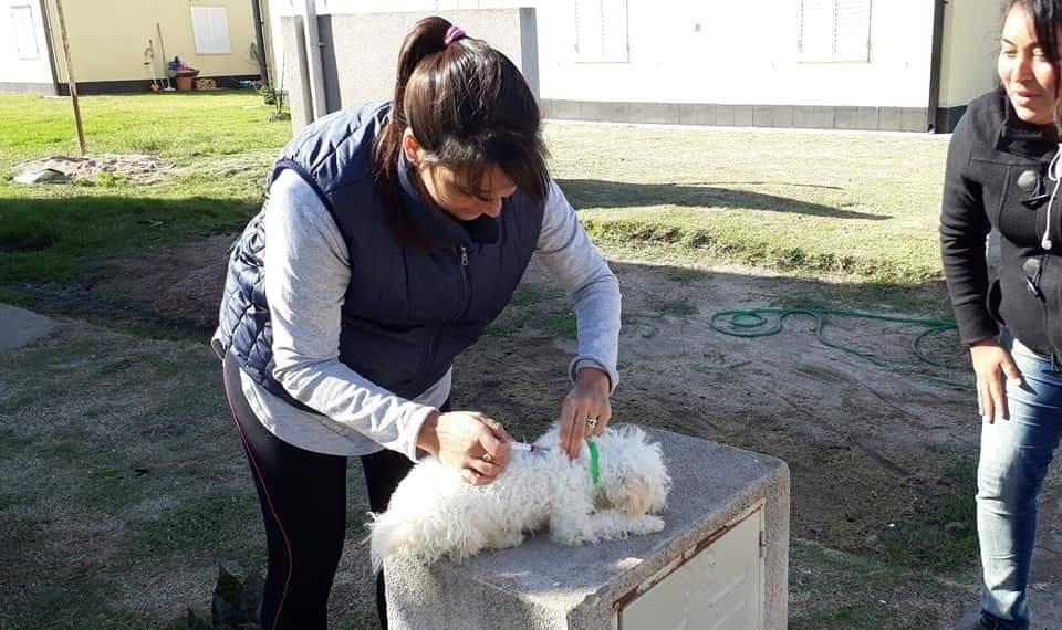 Vacunación perro Parera