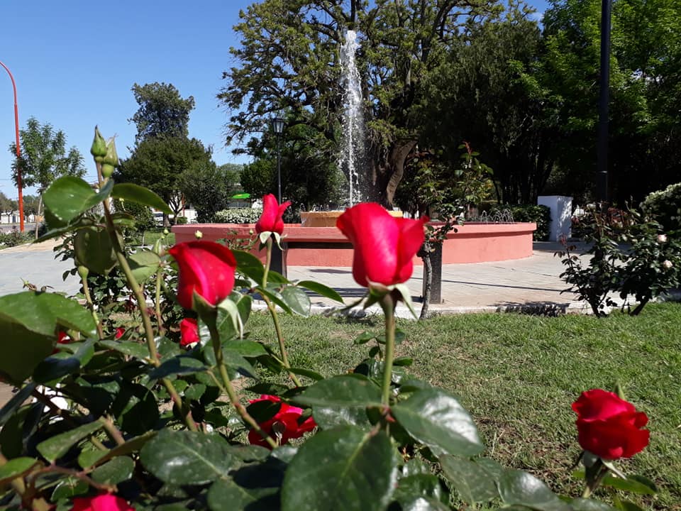 ROSAS 18