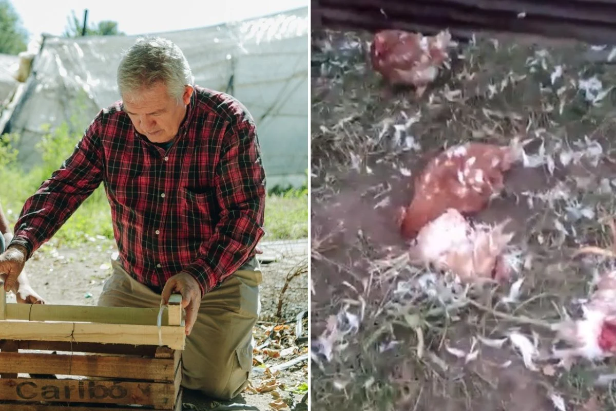 gallinas muertas