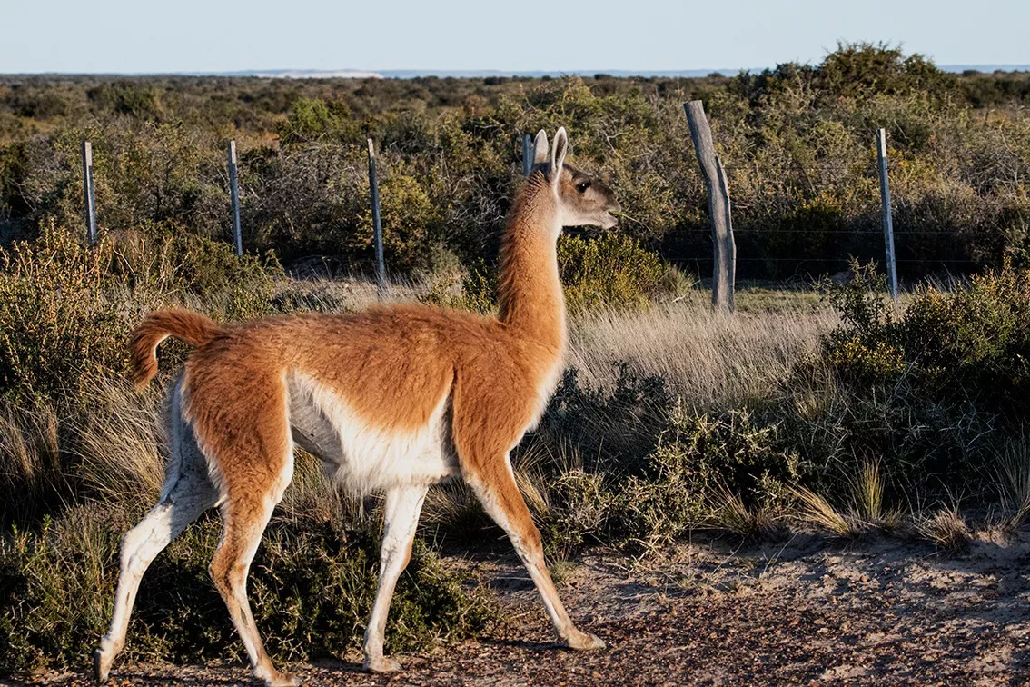 guanaco 1