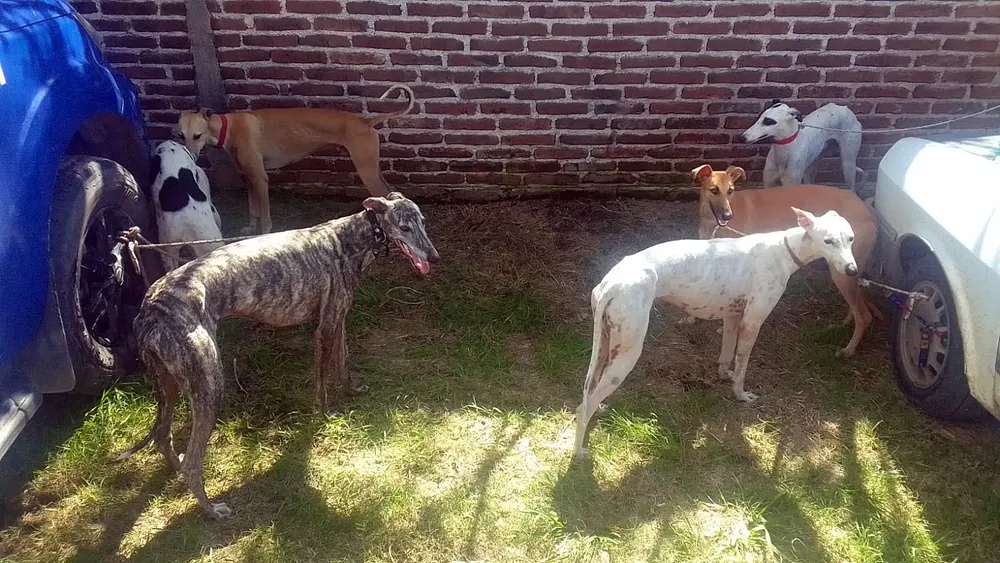 PERROS SAN BASILIO